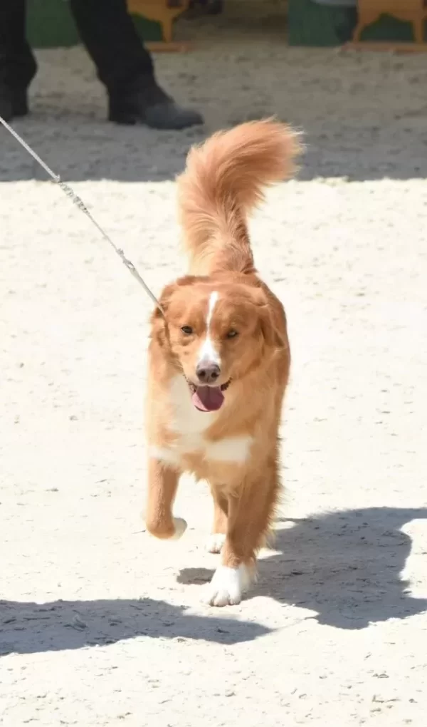 Toller