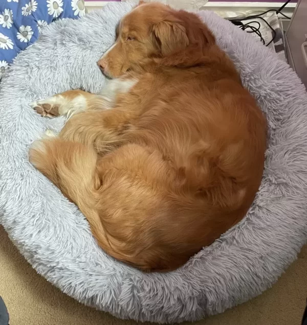 Toller
