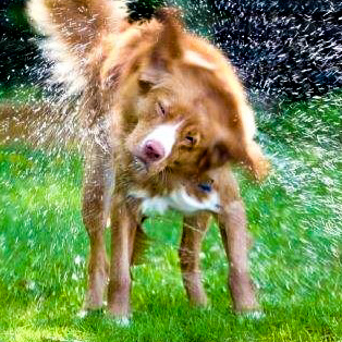 Toller fleming square